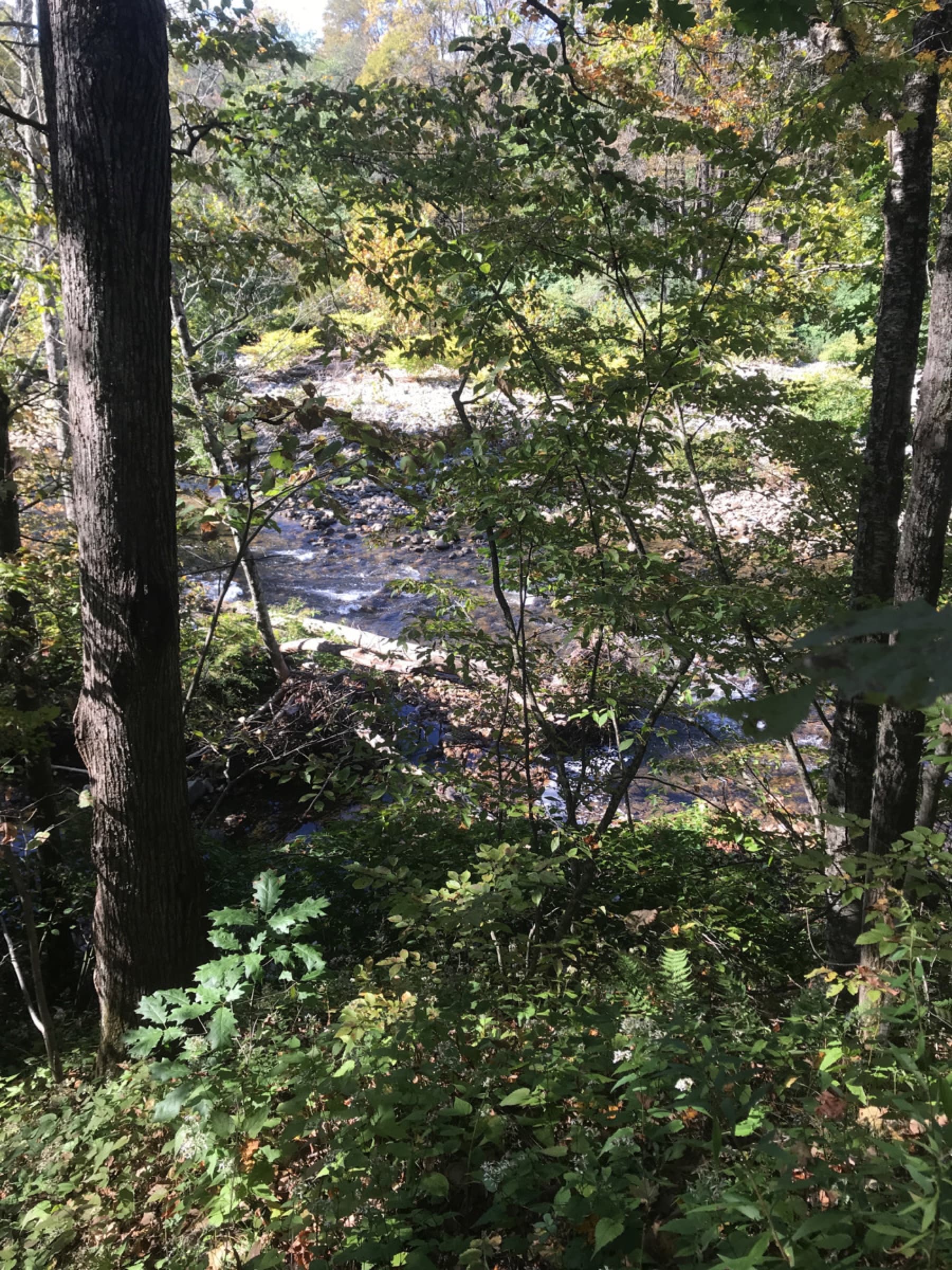 Wooded buffer and riverside bank above Rainbow Rock Swimming Hole in Chester.