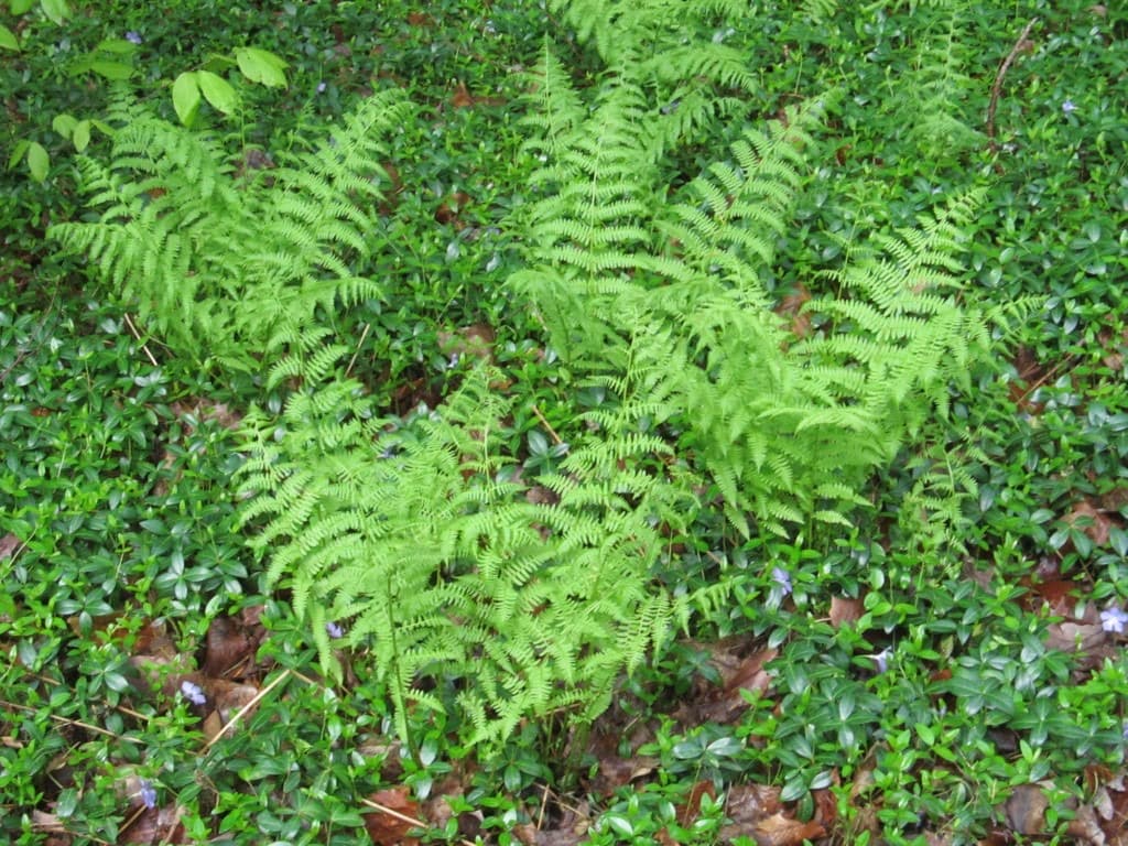 Falls of Lana cascade and spray in a wooded Vermont ravine